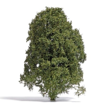 Filigree bush Filigree bush