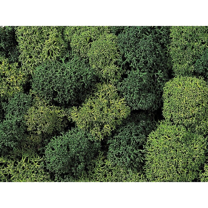 Decorative moss Decorative moss