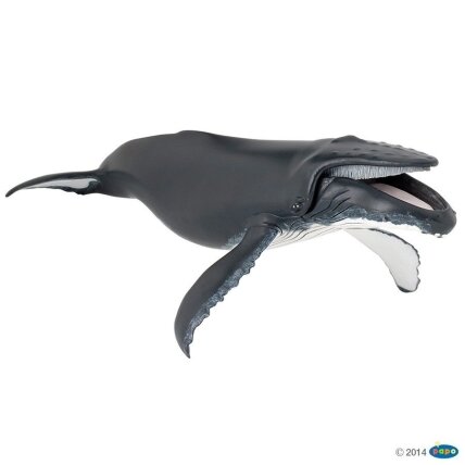 Humpback whale