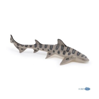 Leopard shark