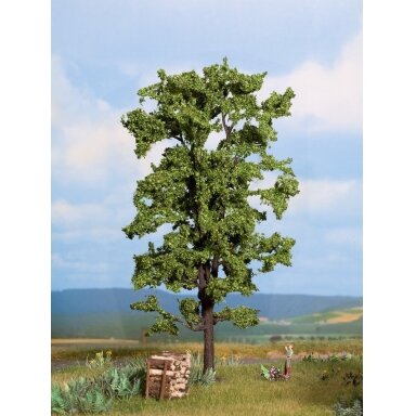 Linden tree