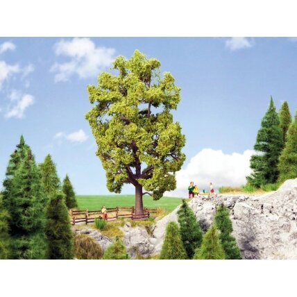Linden tree Linden tree