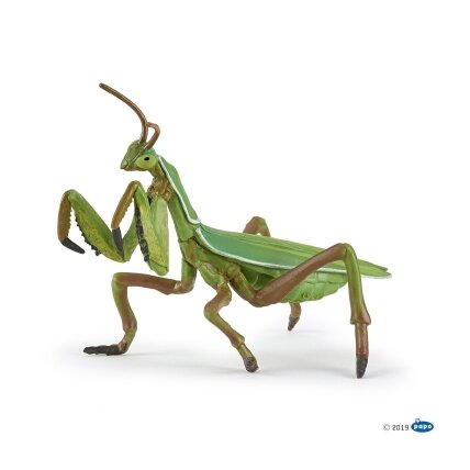 Praying mantis Praying mantis