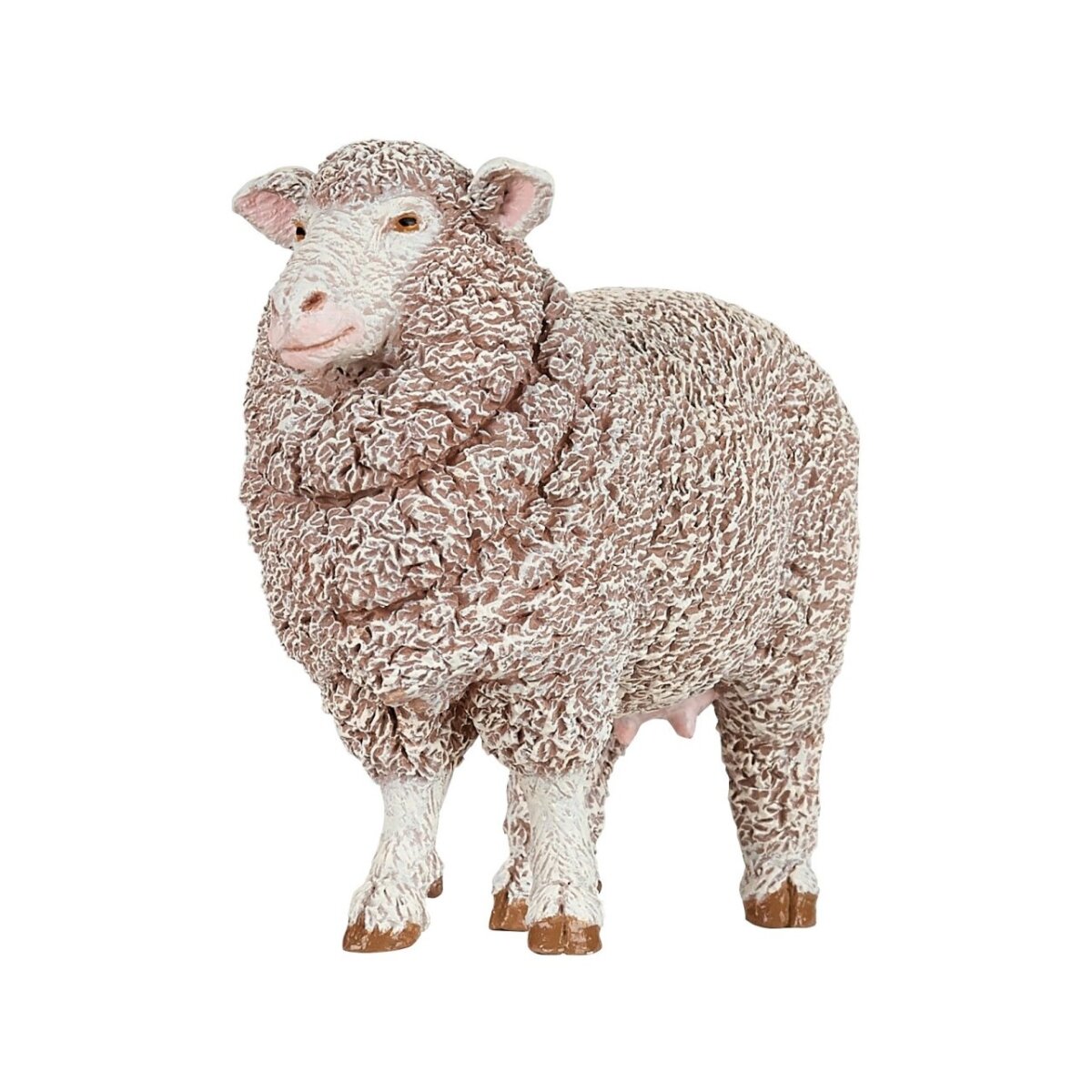 Merino sheep Merino sheep