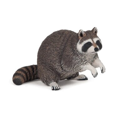 Raccoon