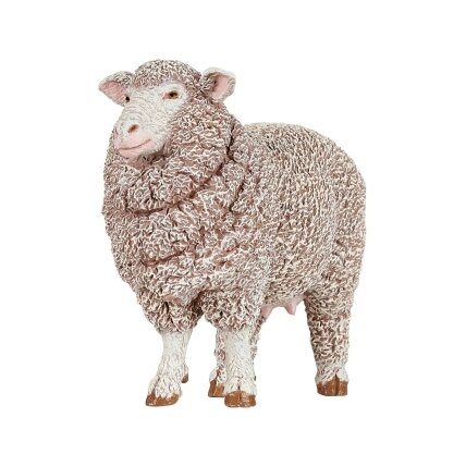 Merino sheep Merino sheep