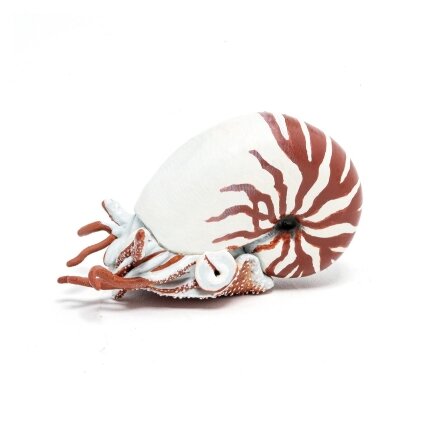 Nautilus Nautilus