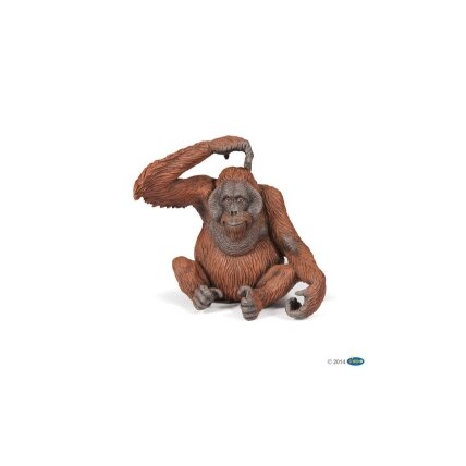 Orangutan Orangutan