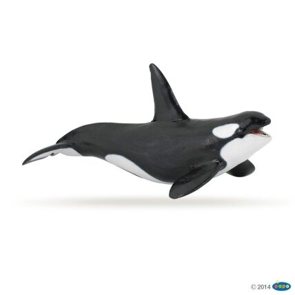 Killer whale Killer whale