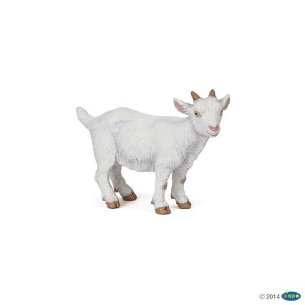 White kid goat White kid goat
