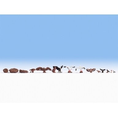 Birds