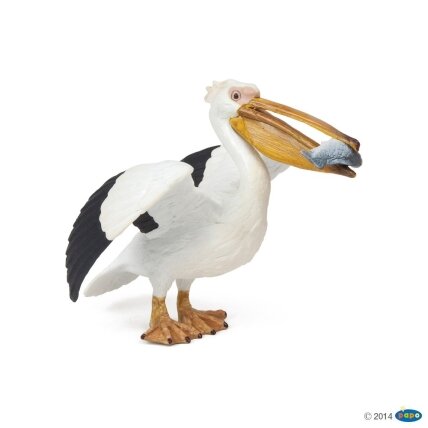 Pelican Pelican