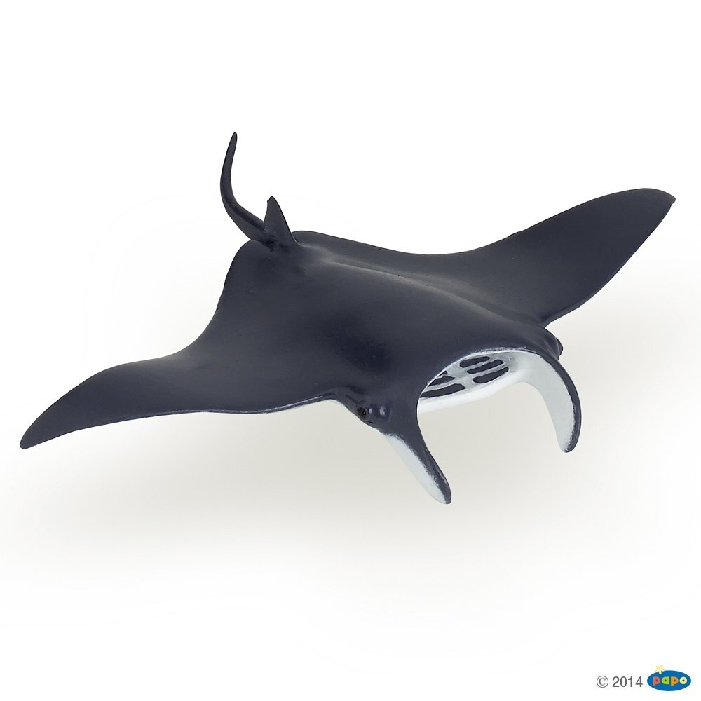 Manta ray Manta ray