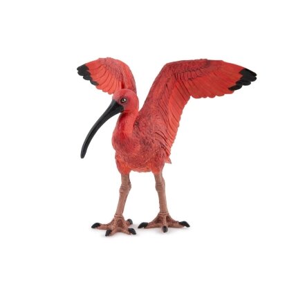 Scarlet Ibis Scarlet Ibis