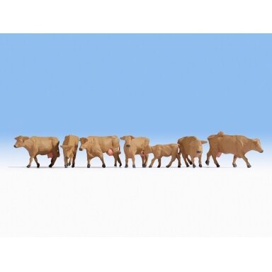 Cows, brown