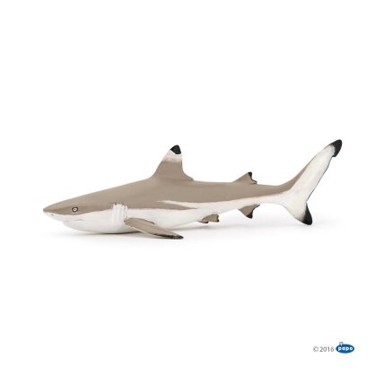 Blacktip reef shark Blacktip reef shark