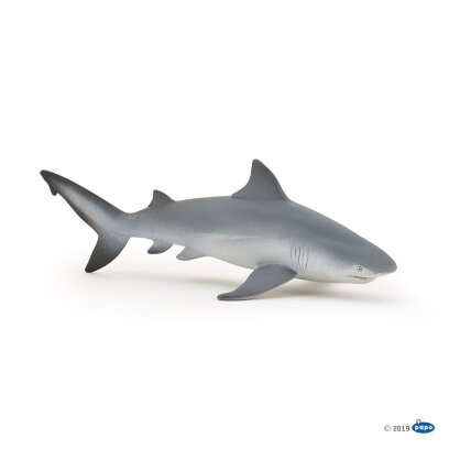 Bull shark Bull shark