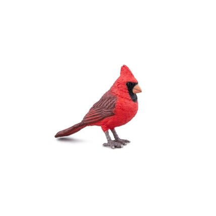 Northern Cardinal Northern Cardinal