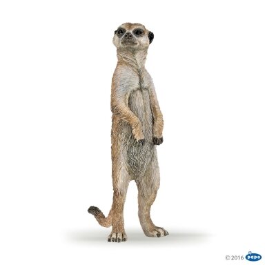 Standing meerkat