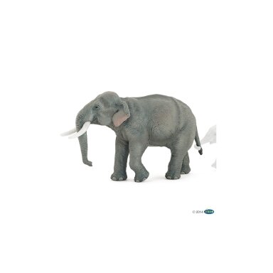 Asian elephant