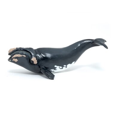 Right whale