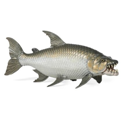 Goliath tigerfish Goliath tigerfish
