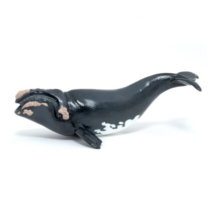 Right whale Right whale