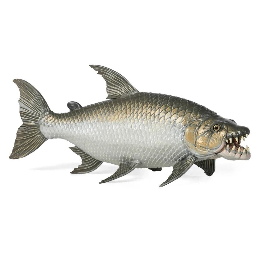 Goliath tigerfish Goliath tigerfish