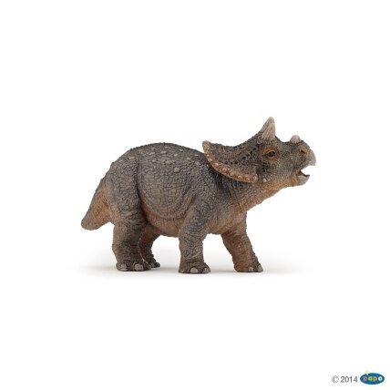 Young triceratops Young triceratops