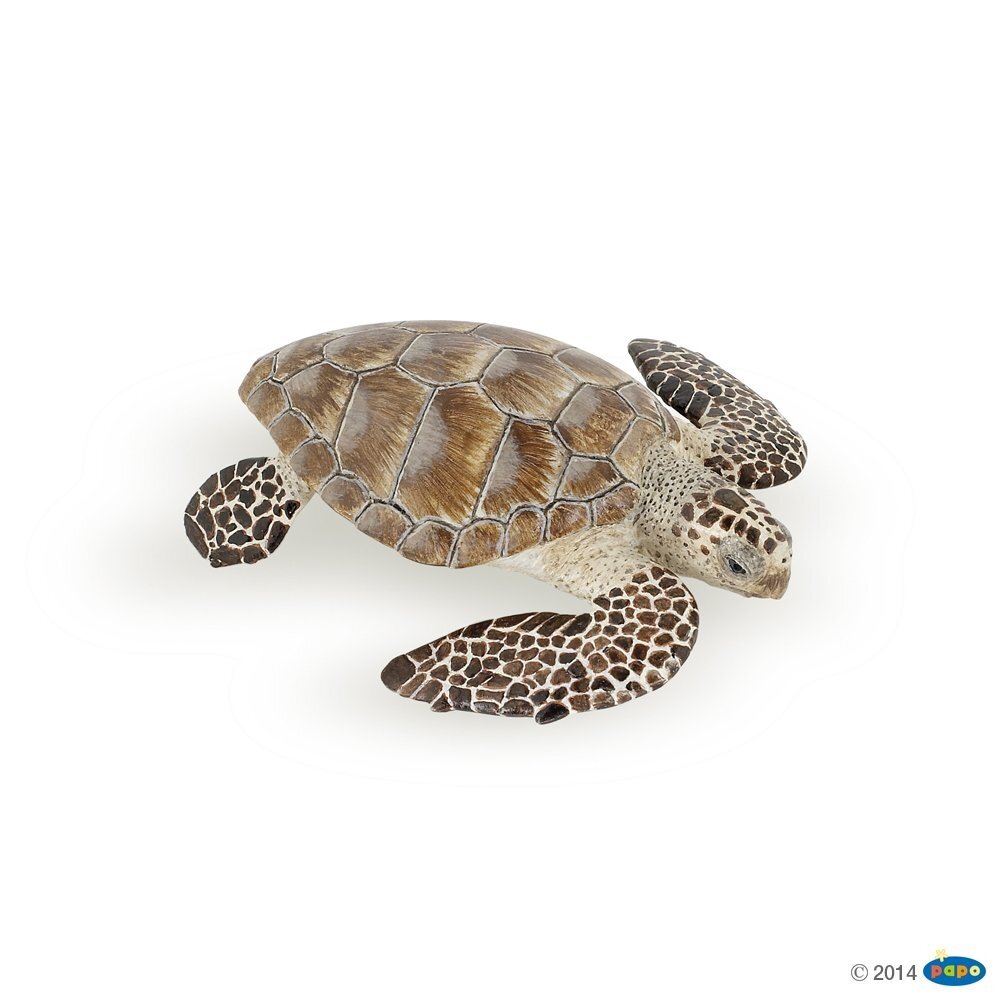 Loggerhead turtle Loggerhead turtle
