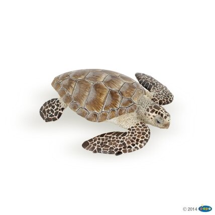 Loggerhead turtle Loggerhead turtle