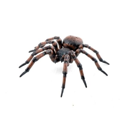 Common spider Common spider