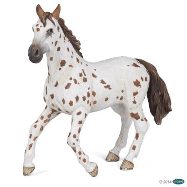 Brown appaloosa mare