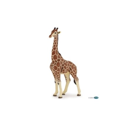 Giraffe male Giraffe male
