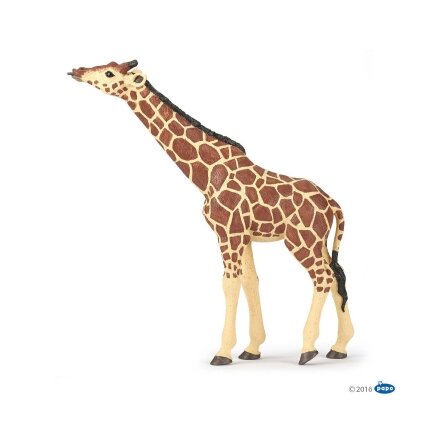 Giraffe head raised Giraffe head raised