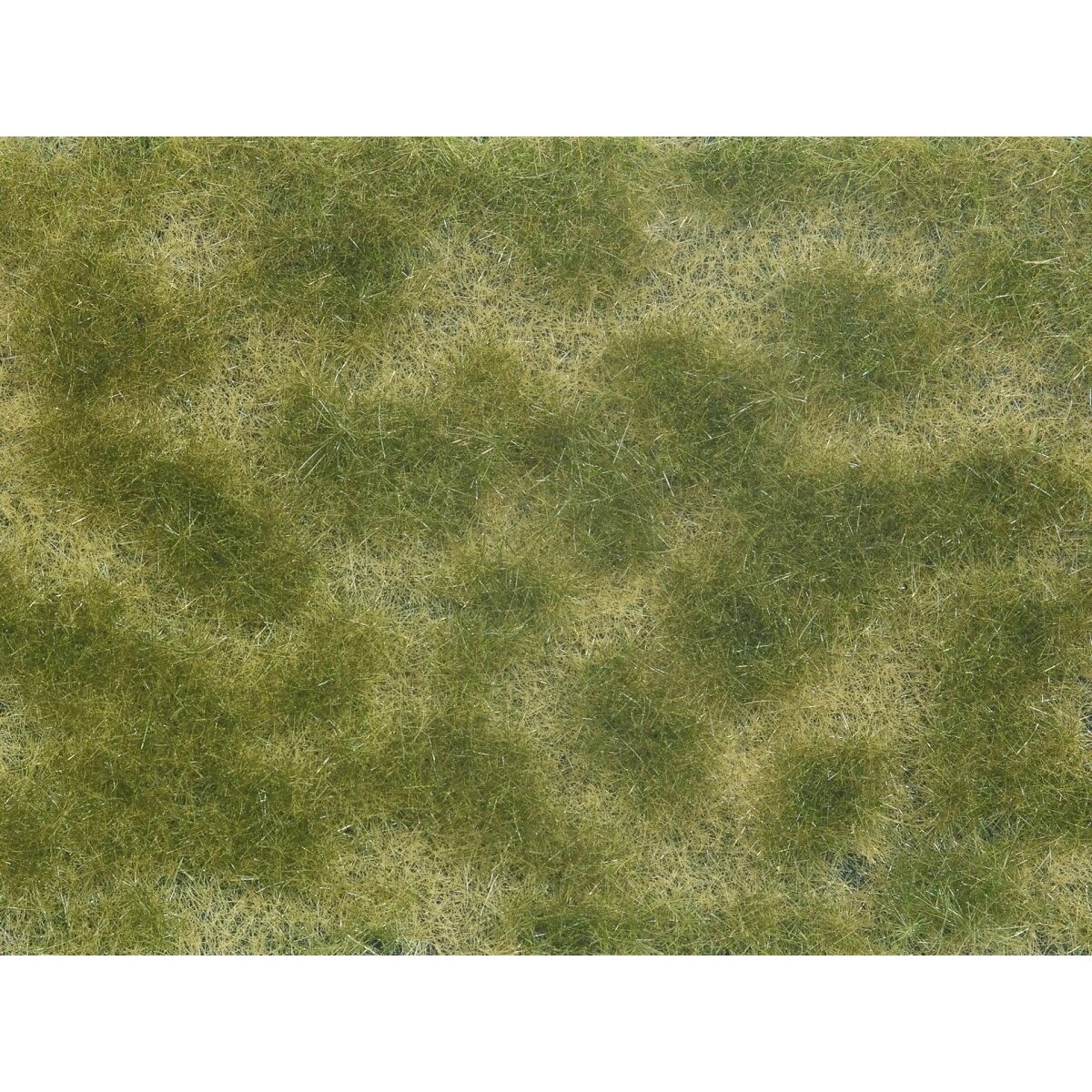 Groundcover Foliage Groundcover Foliage