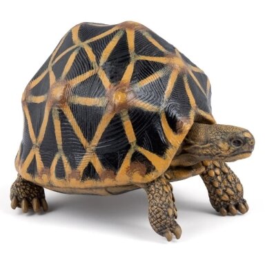 Star tortoise